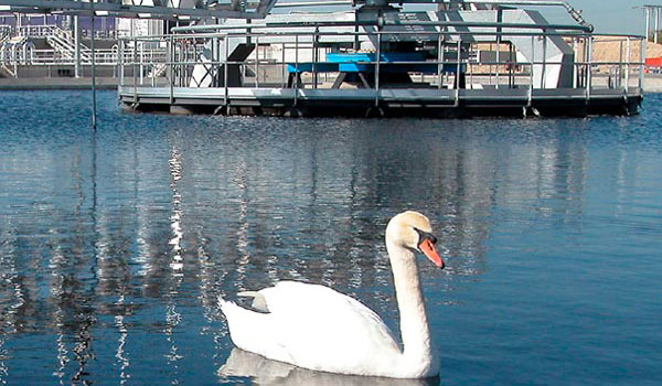 Swan in pond at water treatment plant