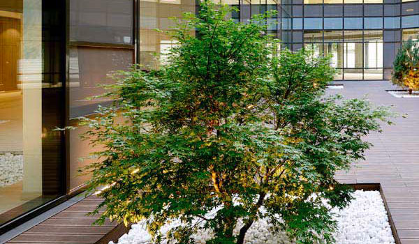 arbre dans cour intérieure d’immeuble de bureaux