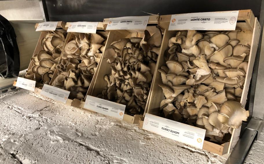 Eiffage Immobilier soutient la création de la première champignonnière des Bouches-du-Rhône