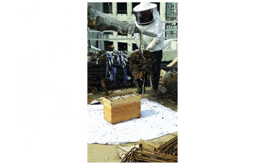Des abeilles sur le chantier du Carré Michelet à la Défense