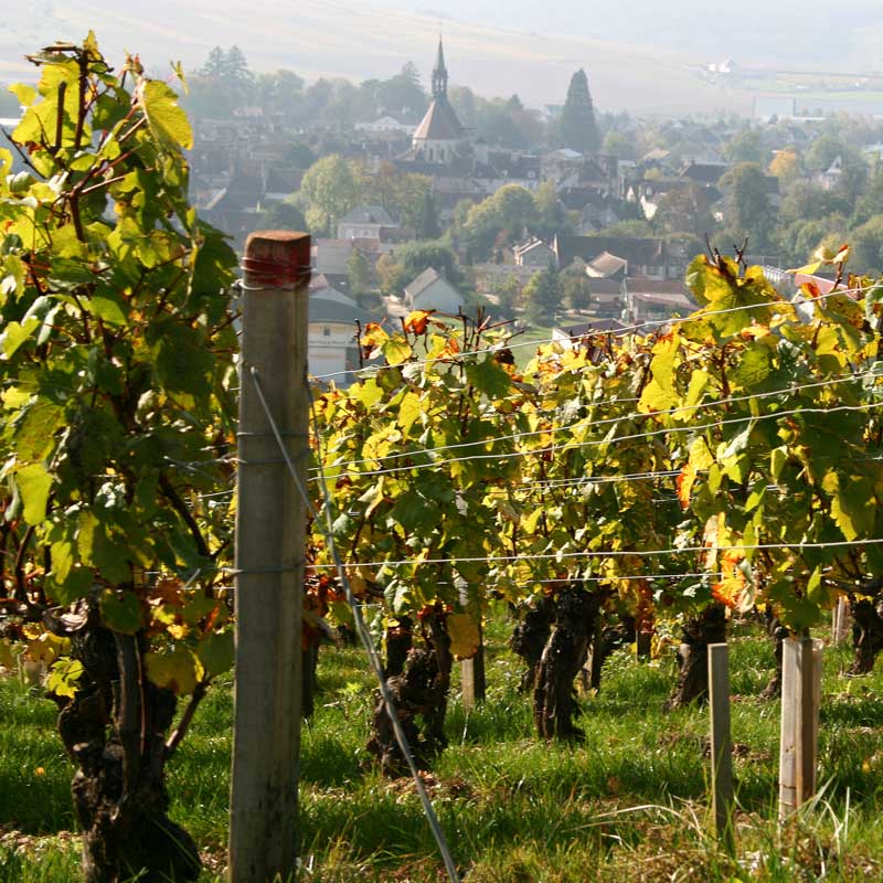 Un vignoble en Bourgogne © AdobeStock - J.J. Cordier